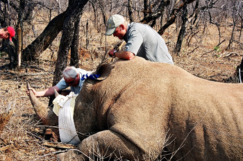 Spezial Safari in Südafrika - mit Tierarzt im Nationalpark